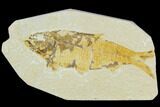 Bargain, Fossil Fish (Knightia) - Wyoming #120632-1
